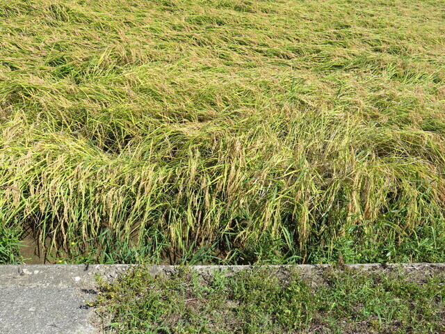 9月11日稲.jpg