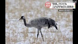 クロヅルNHK.jpg