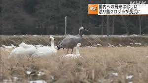 nhkクロヅル.jpg